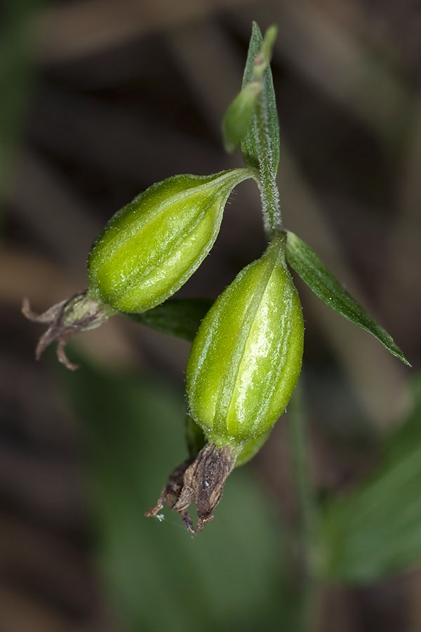 Chiave per orchidee sfiorite